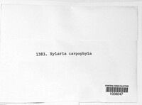 Xylaria carpophila image